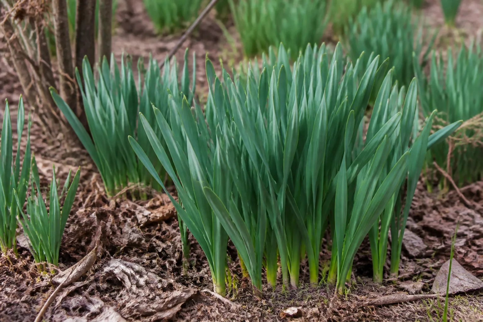 Green daffodil foliage without any yellow flower stems in a spring garden bed