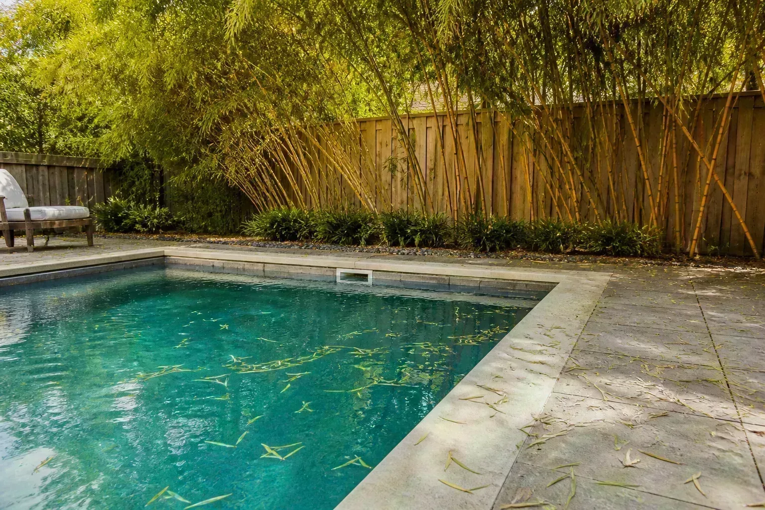 Bamboo leaves scattered across a pool deck and floating in the water below arching culms along a backyard fence