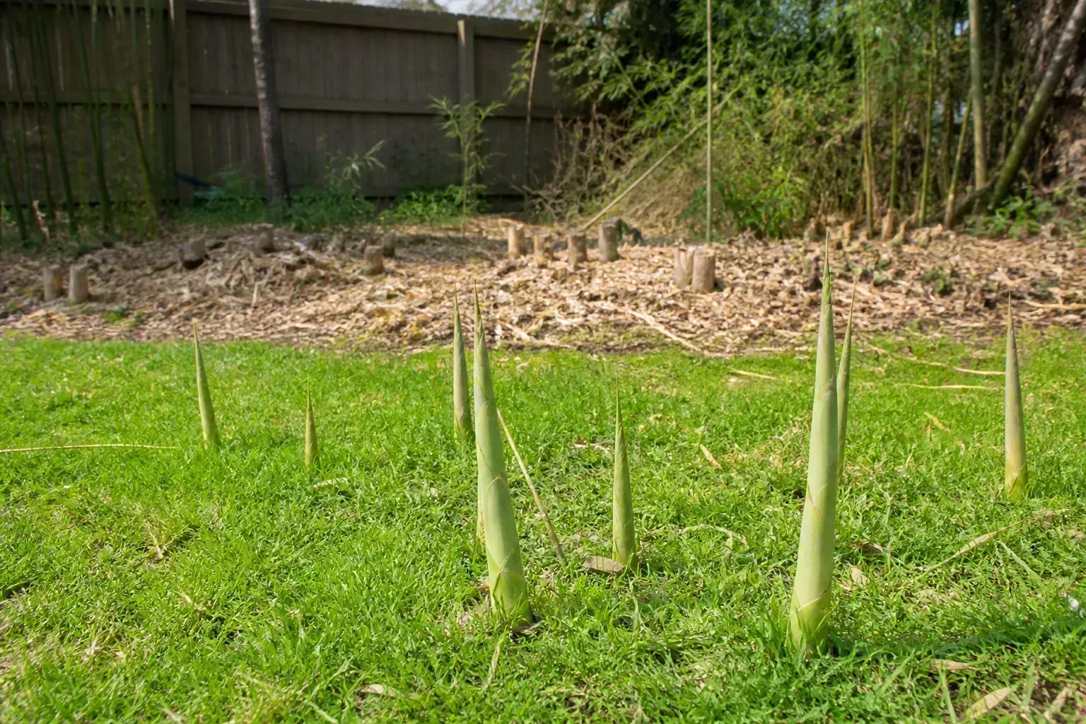 Fresh bamboo shoots emerging in a lawn well beyond a cut-back grove where removal was attempted
