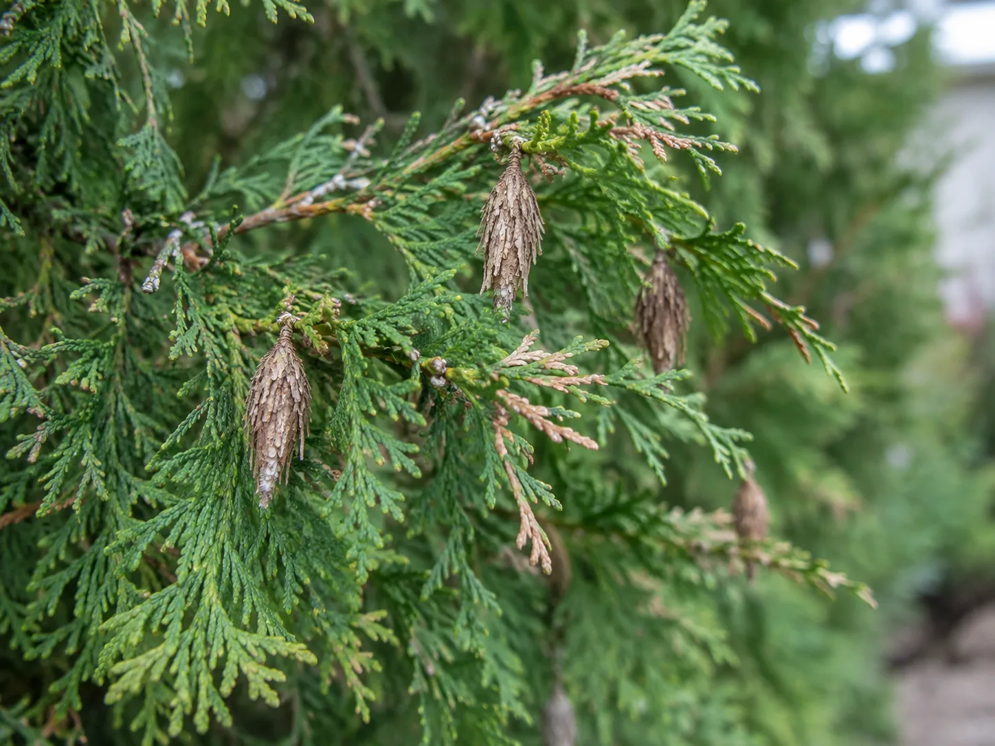 Camouflaged bagworm cases hanging from green arborvitae sprays
