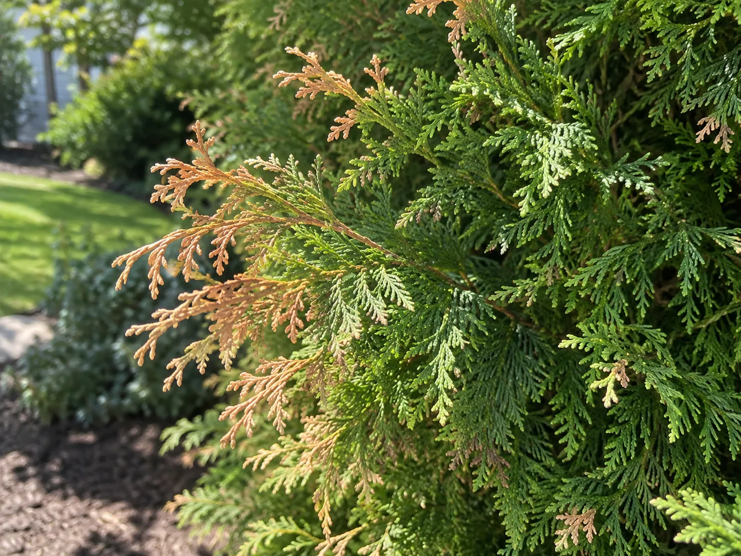 Arborvitae branch with dry brown tips beside healthy inner foliage