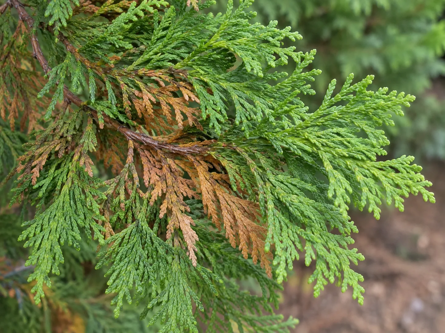 Arborvitae with brown older foliage inside and green outer tips