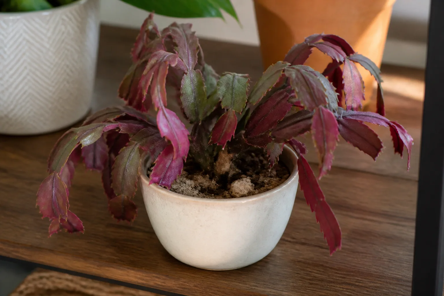 Underwatering And Root Stress for underwatering and root stress