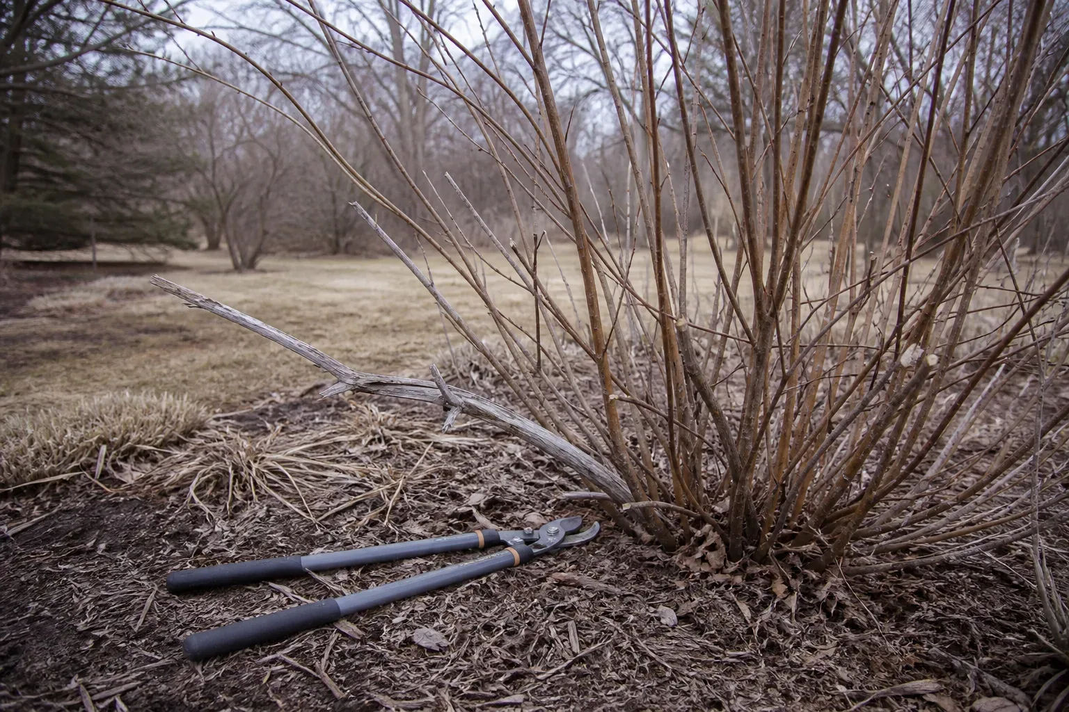 Dormant shrub in a winter garden with a dead broken branch ready for removal