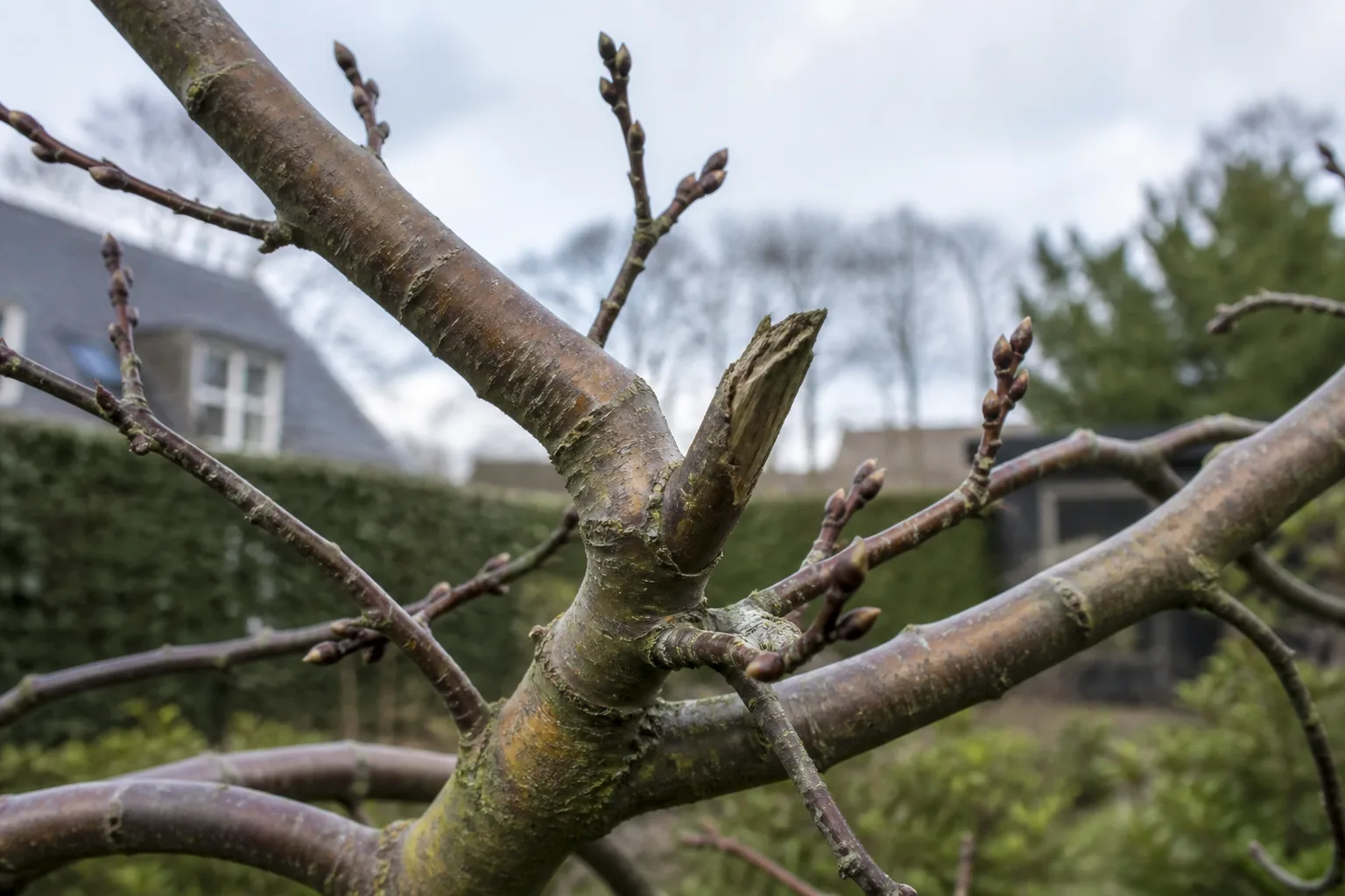 Close view of bare deciduous branches with crossing limbs and swollen winter buds