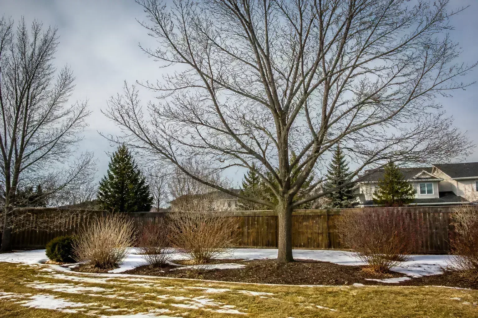 Leafless deciduous shrubs in a late-winter garden showing bare branch structure before spring pruning
