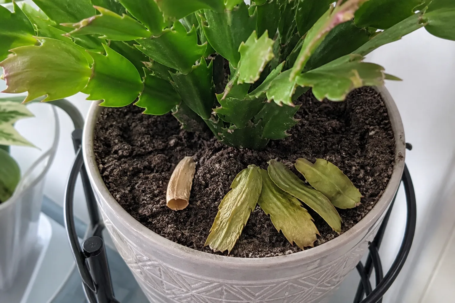 Thanksgiving cactus with one dry hollow segment beside several limp yellow-green fallen segments