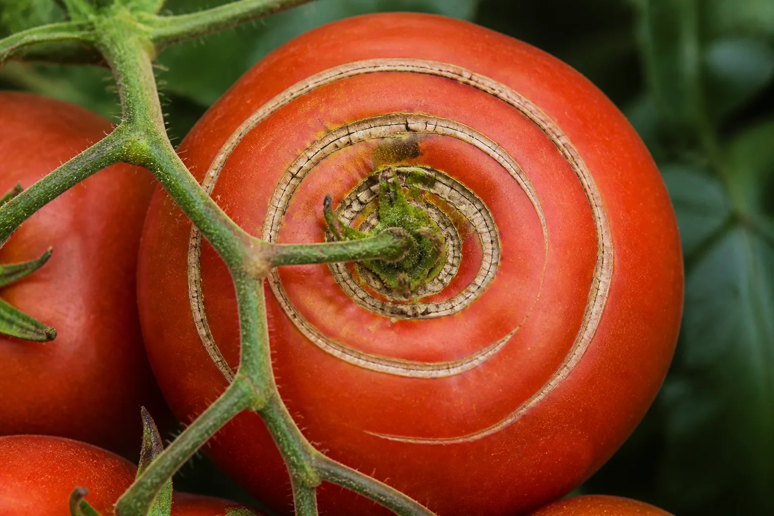 Close-up of a ripe tomato with concentric shoulder cracks around the stem
