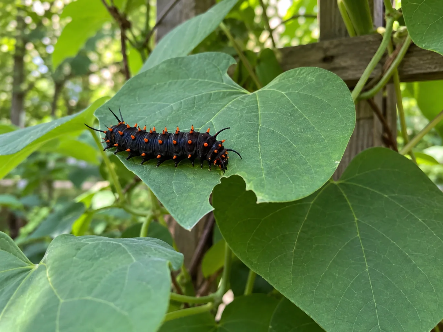 A black pipevine swallowtail caterpillar with orange-red tubercles feeds on a broad Dutchman’s pipe leaf.