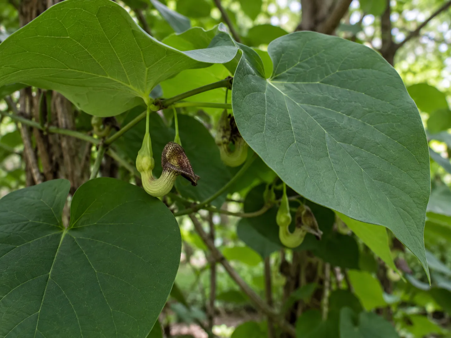 A small brown-purple pipe-shaped Dutchman’s pipe flower hangs beneath its broad heart-shaped leaves.