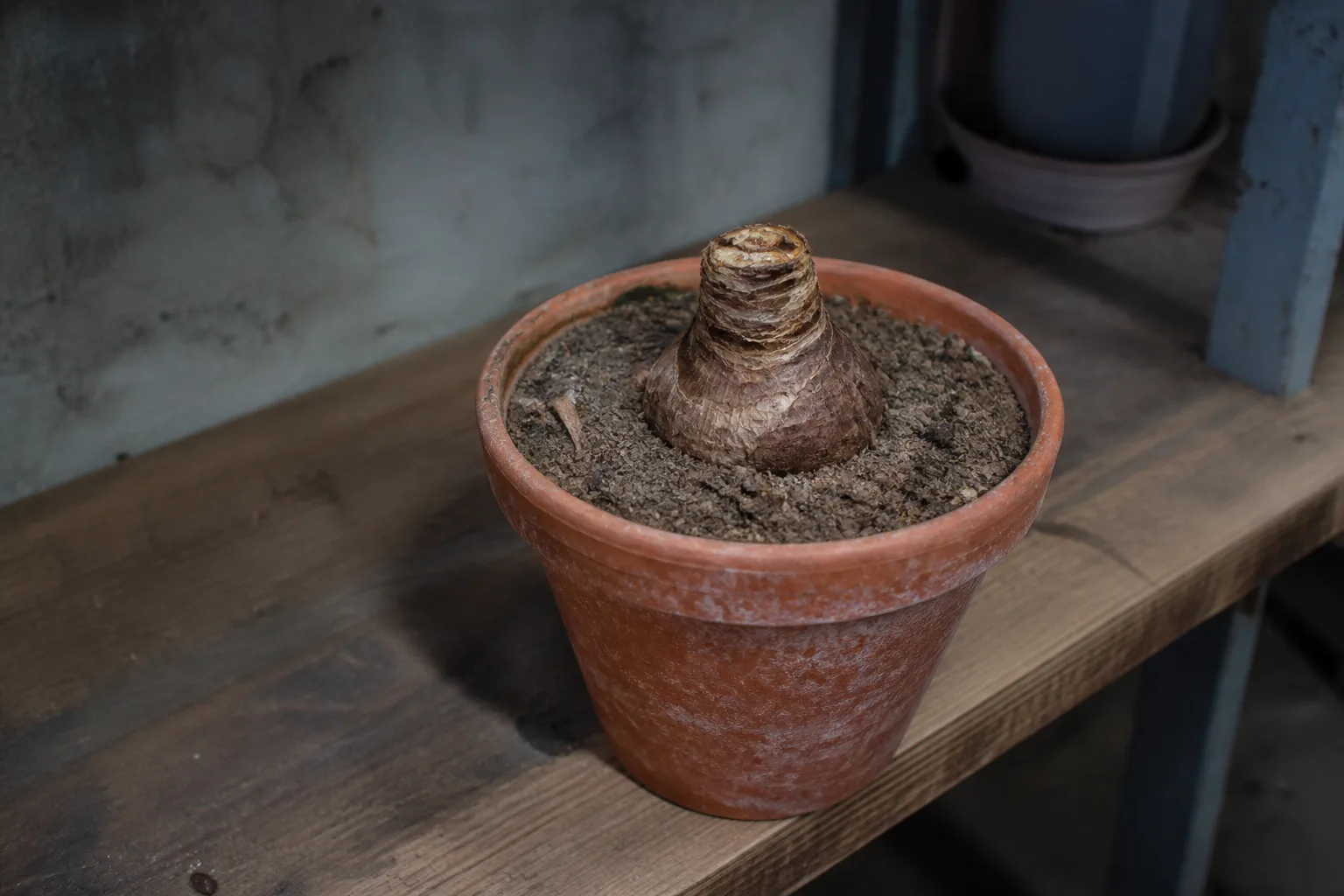 Dormant amaryllis bulb in a dry pot stored in a cool basement during rest period
