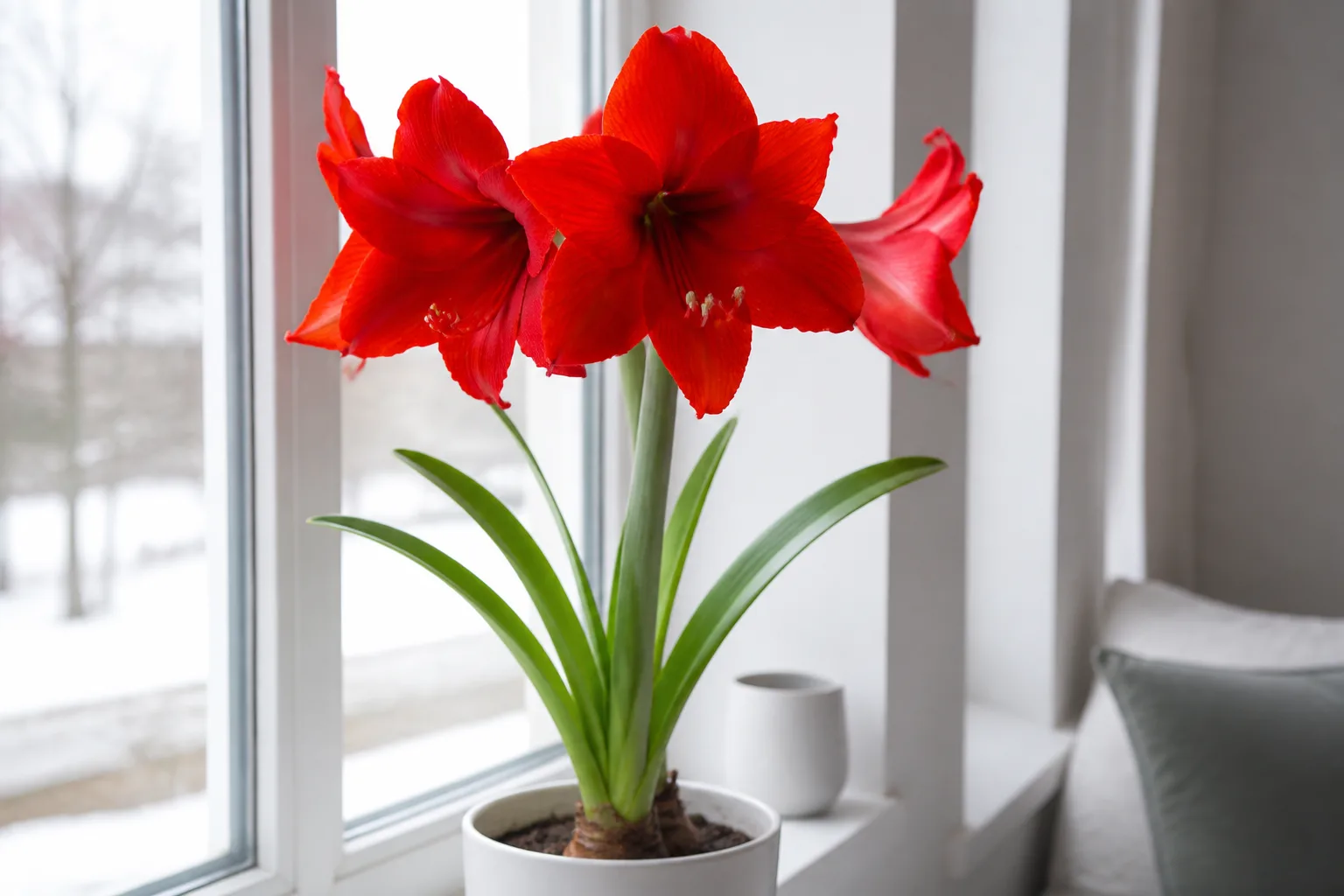 Red Hippeastrum amaryllis flowers blooming on a tall stalk in a pot on a bright winter windowsill