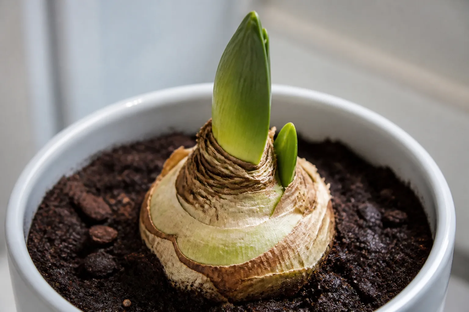 Green flower bud emerging from an amaryllis bulb after dormancy