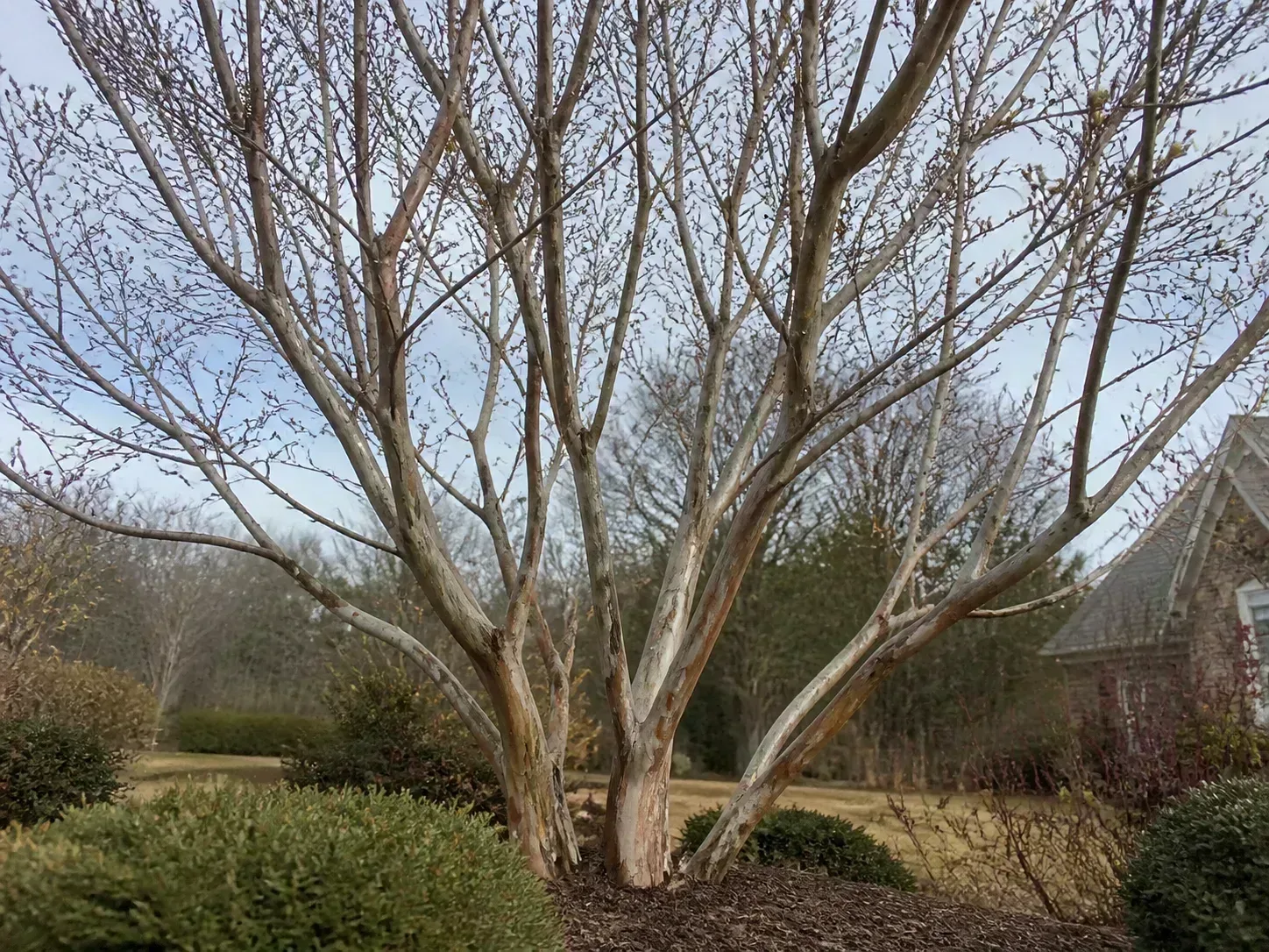 Selective outdoor pruning of a flowering shrub cane above an outward-facing bud in a sunny garden
