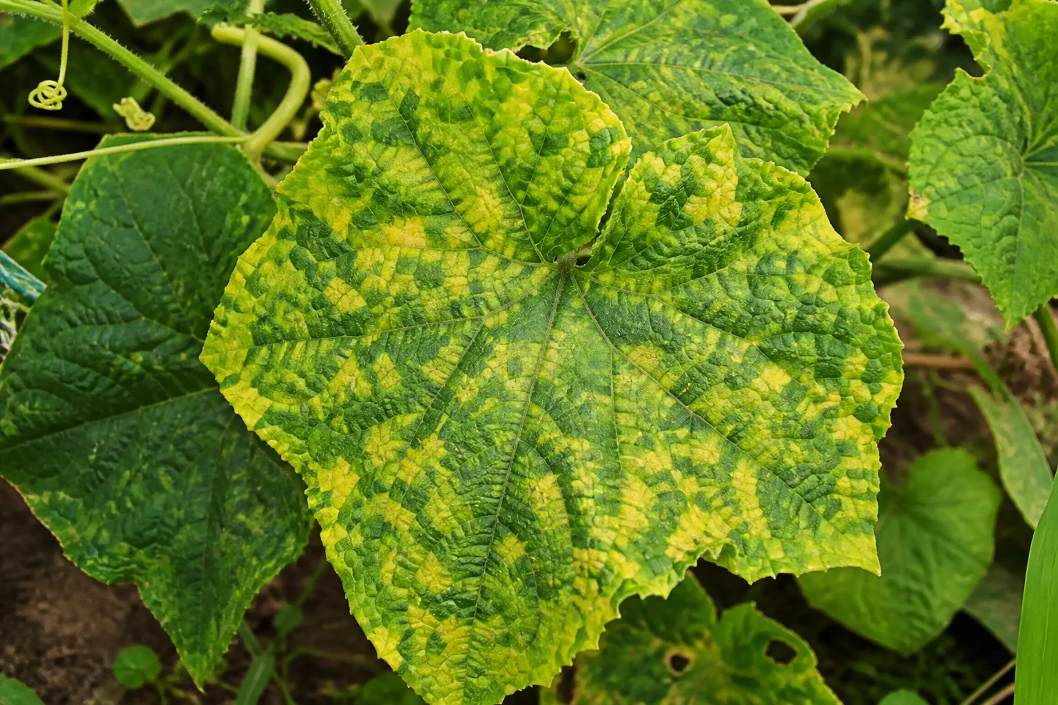 Cucumber leaves with irregular yellow-green mosaic mottling from viral infection