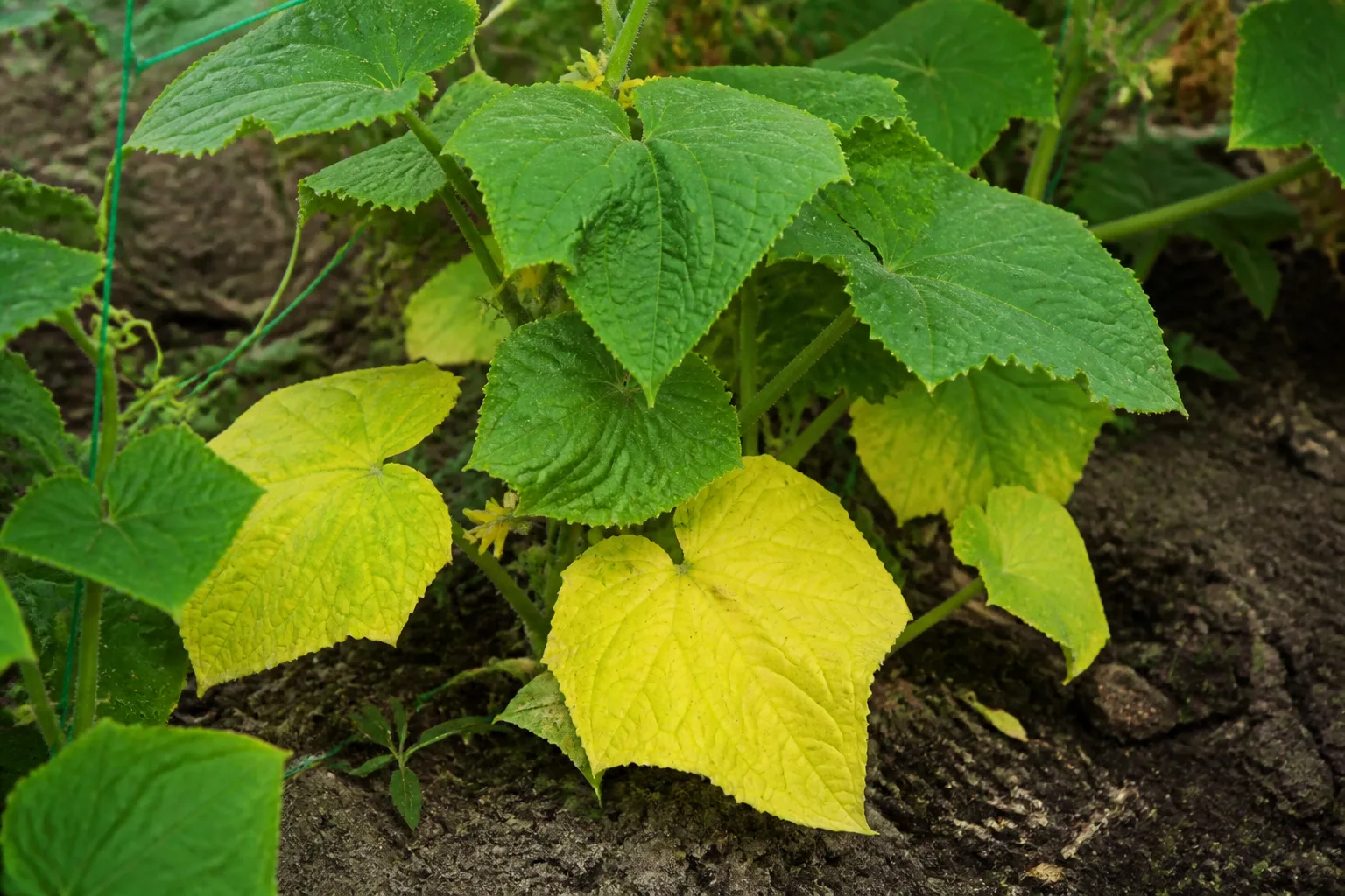 Older lower cucumber leaves uniformly yellow while newer upper leaves stay green