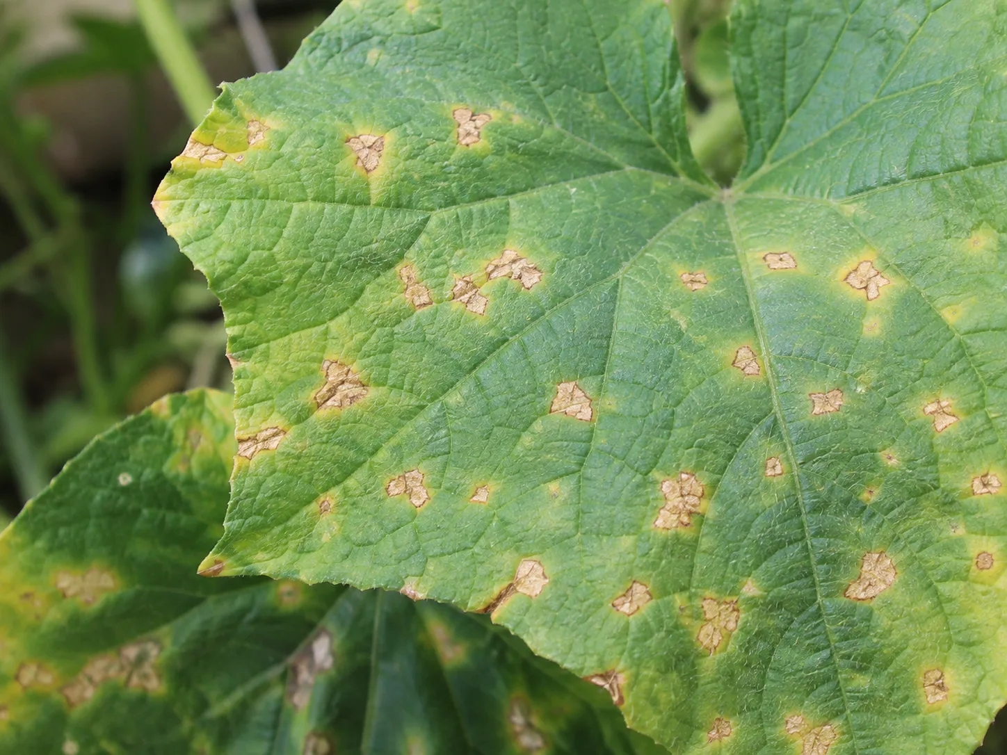 Close view of tan-brown lesions with pale halos on a cucumber leaf