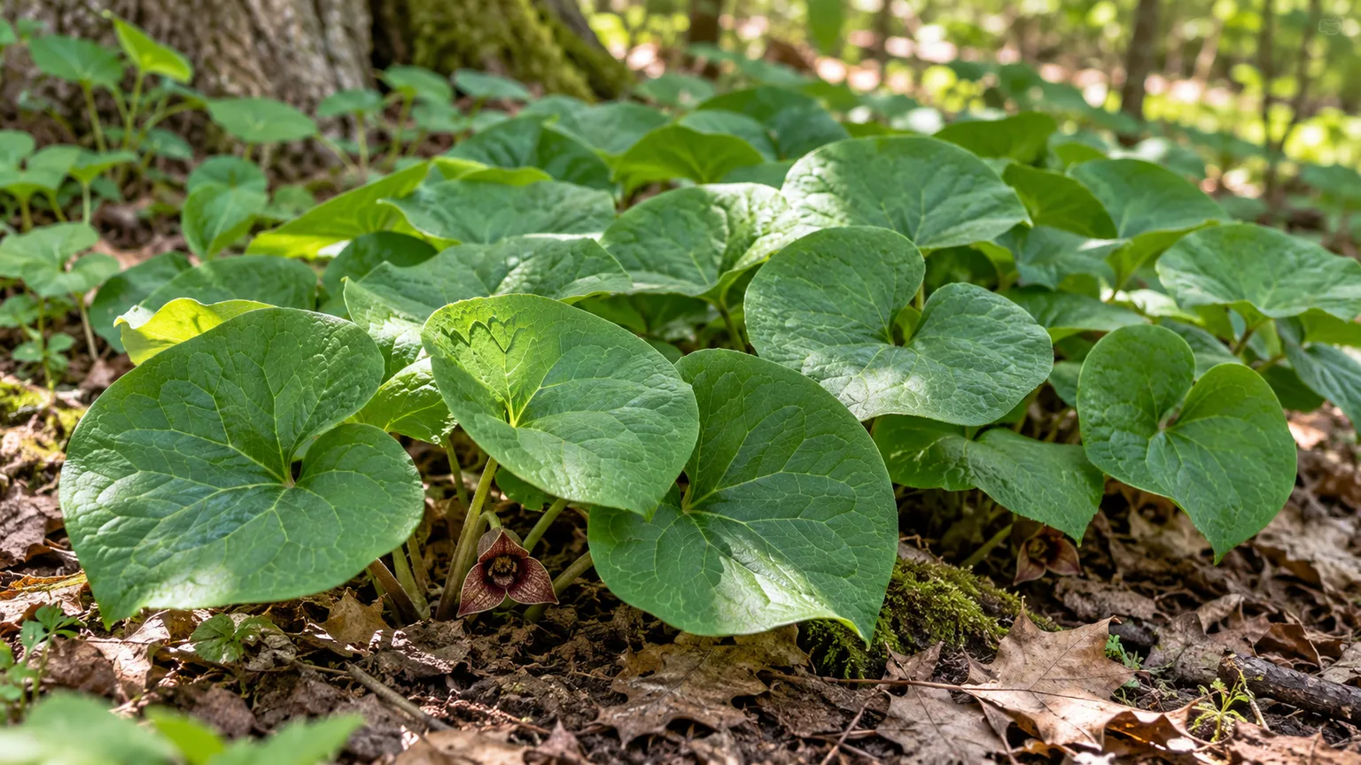 Low, paired heart-shaped leaves of Canadian wild ginger spreading across shaded woodland soil