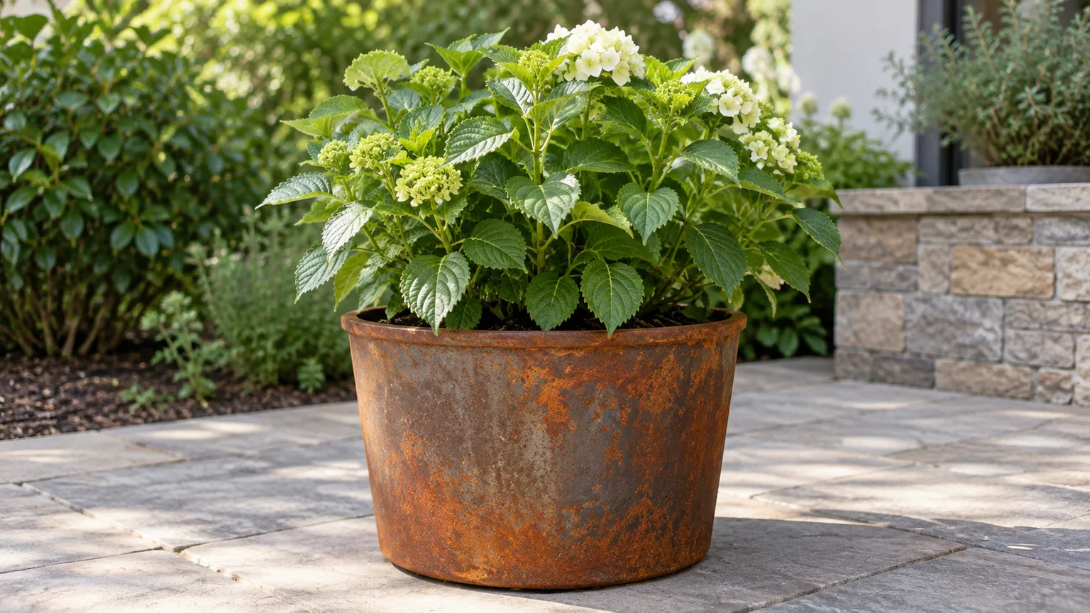A leafy flowering plant growing in a weathered rusty metal planter on a patio