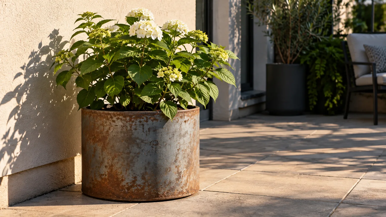 A weathered metal planter holding a plant in strong afternoon sun on a patio
