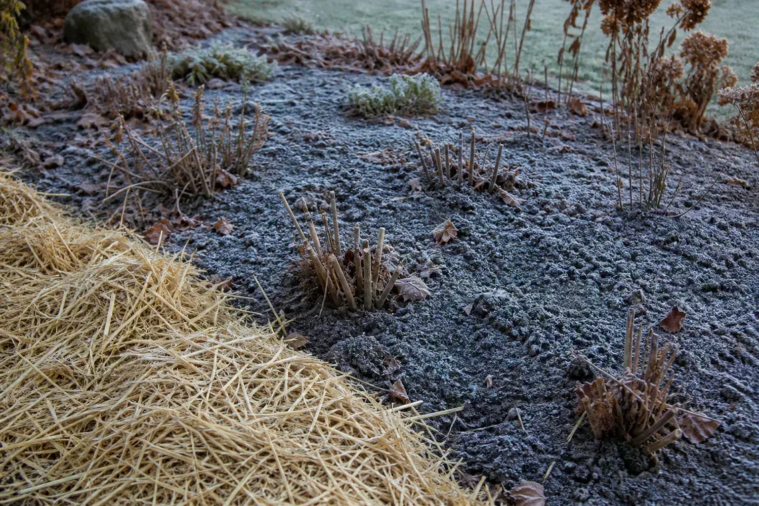 When To Apply Winter Mulch After The Hard Freeze for when to apply winter mulch: after the hard freeze