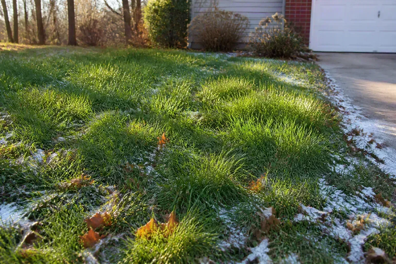 Cool-season lawn at late-winter snowmelt with receding snow patches across dormant turf beside a driveway edge