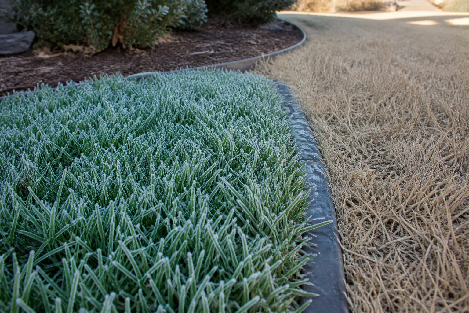 Know Your Grass Before You Grab The Mower for know your grass before you grab the mower