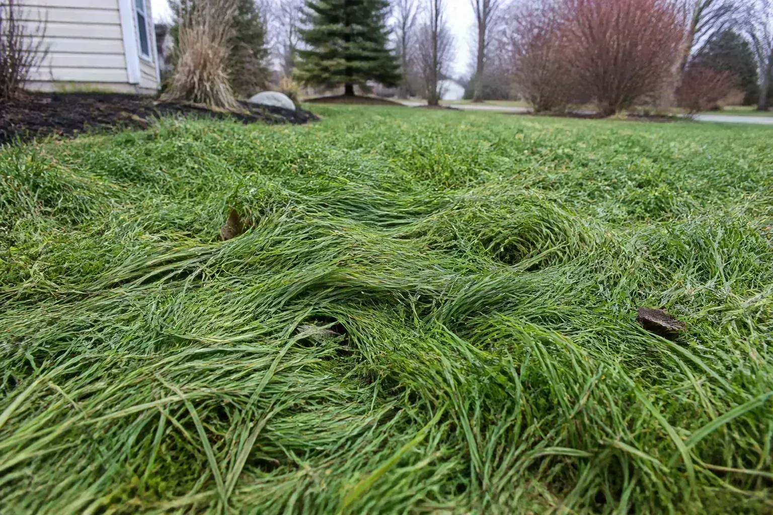 Why Long Grass Over Winter Creates Real Problems for why long grass over winter creates real problems