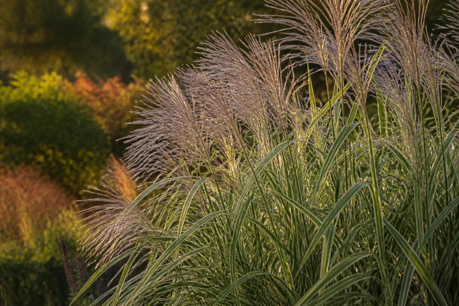 Tall silvery-copper feathery plumes rising above arching striped zebra grass foliage in late summer