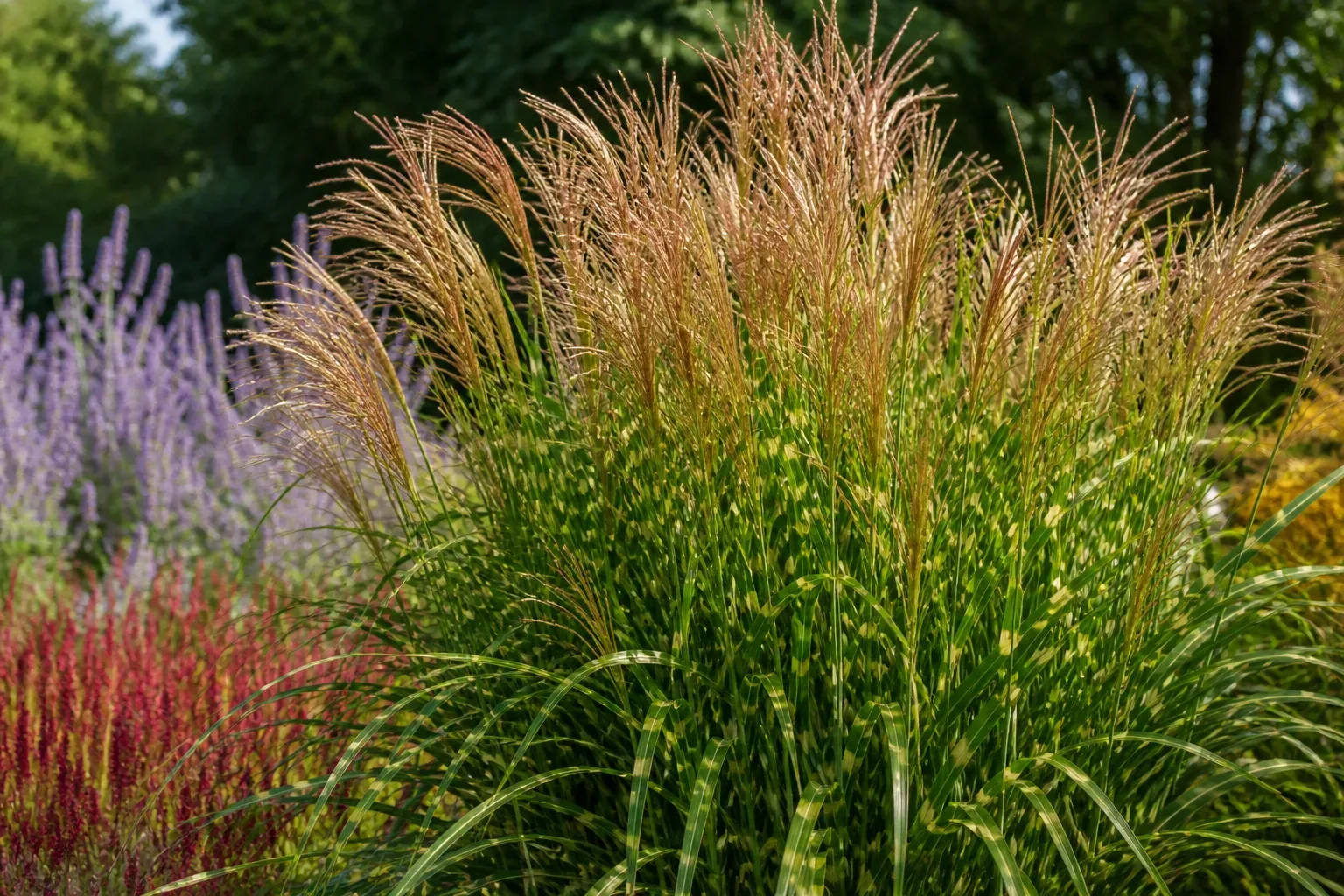 Arching zebra grass clump with golden horizontal stripes on green foliage and copper plumes in a sunny perennial border