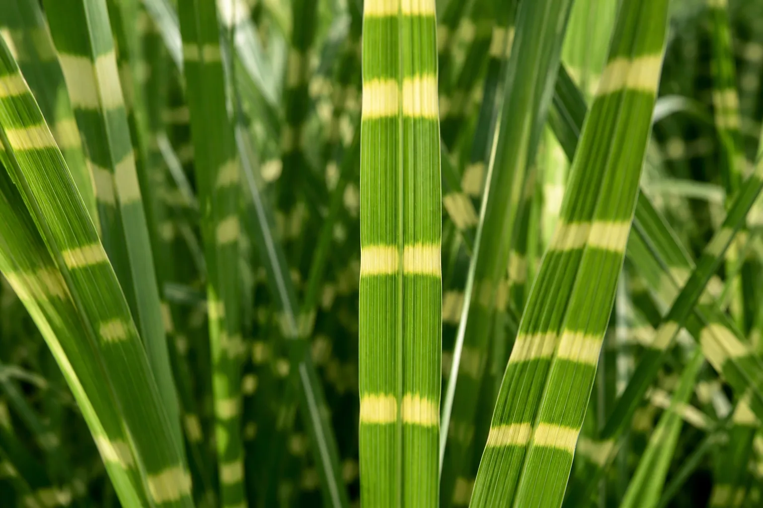 Close-up of Miscanthus sinensis Zebrinus leaf blades showing bold horizontal golden-yellow zebra stripes
