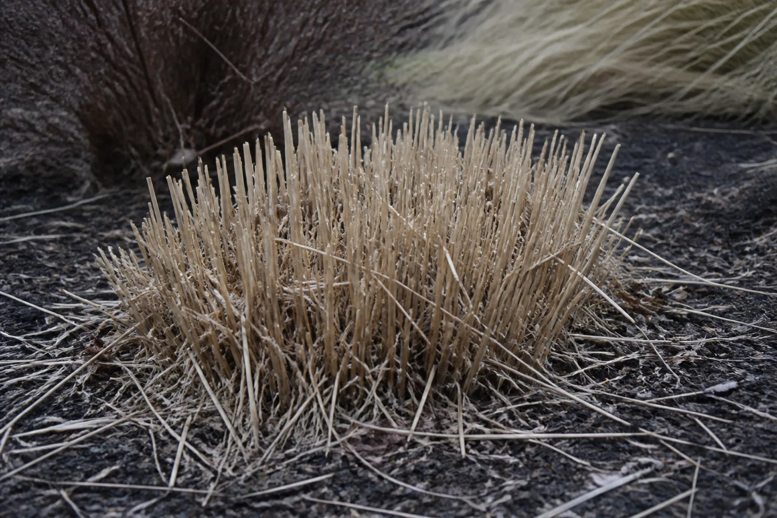 Ornamental zebra grass cut back to short stubble in a dormant late-winter perennial bed