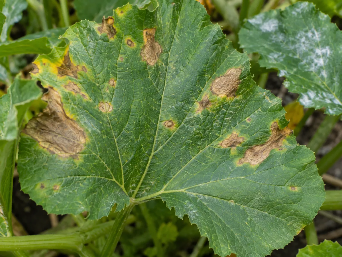 A zucchini leaf with irregular tan-brown lesions and dry tissue among healthy green foliage