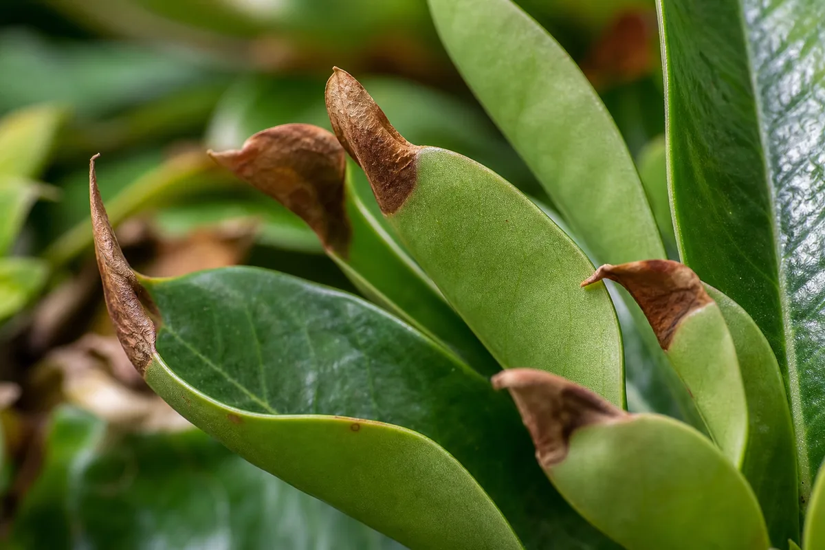 Close-up of Brown Tips on Adenium - diagnostic detail