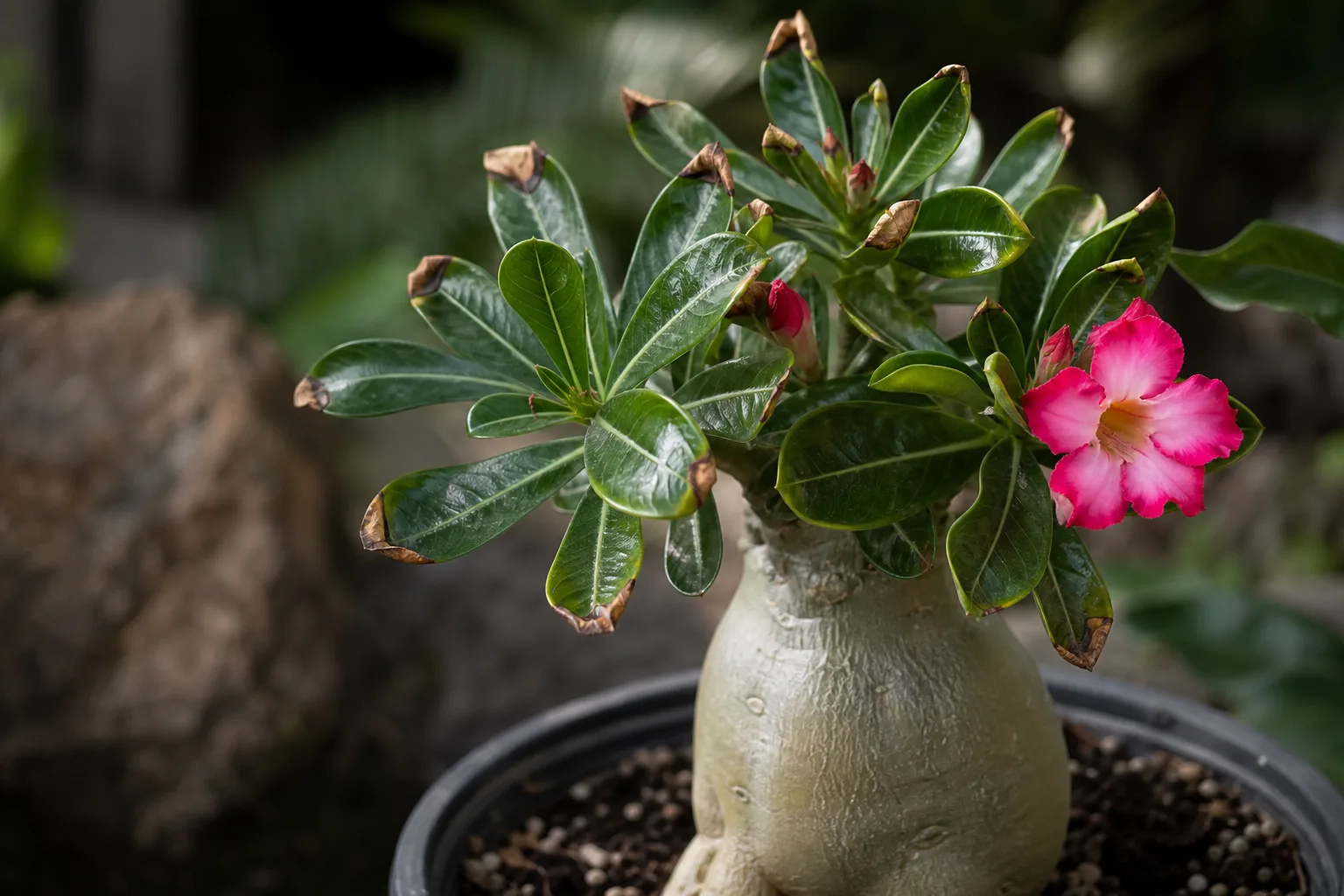 Brown Tips on Adenium - visible symptom on the plant