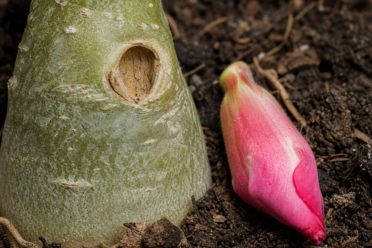 Close-up of Bud Drop on Adenium - diagnostic detail