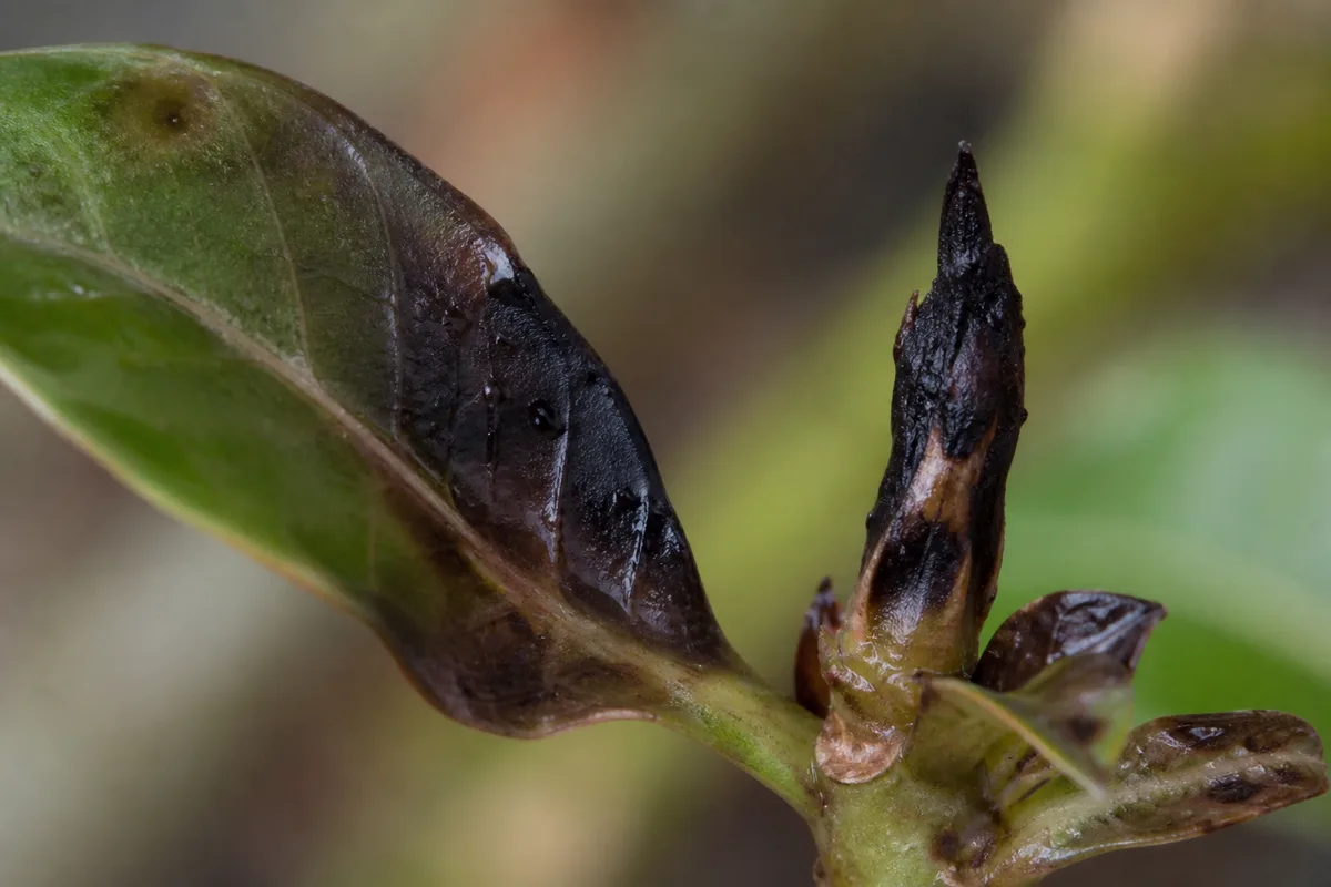 Cold damage on Adenium for winter care planning