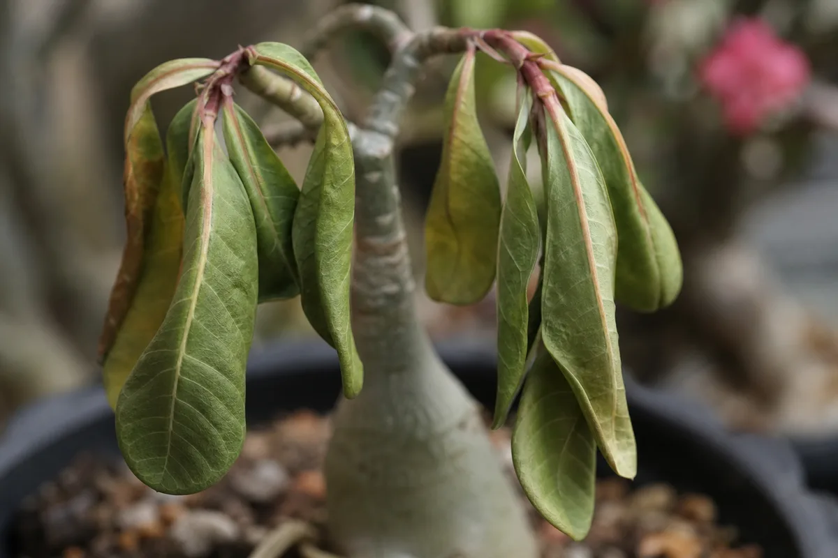 Close-up of Drooping Leaves on Adenium - diagnostic detail