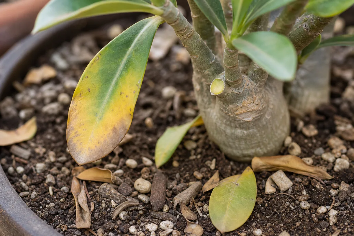 Close-up of leaf drop on Adenium - yellowing leaf tips and a cleanly detached leaf at the petiole