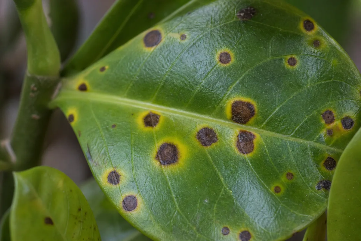 Close-up of Leaf Spot Disease on Adenium - diagnostic detail
