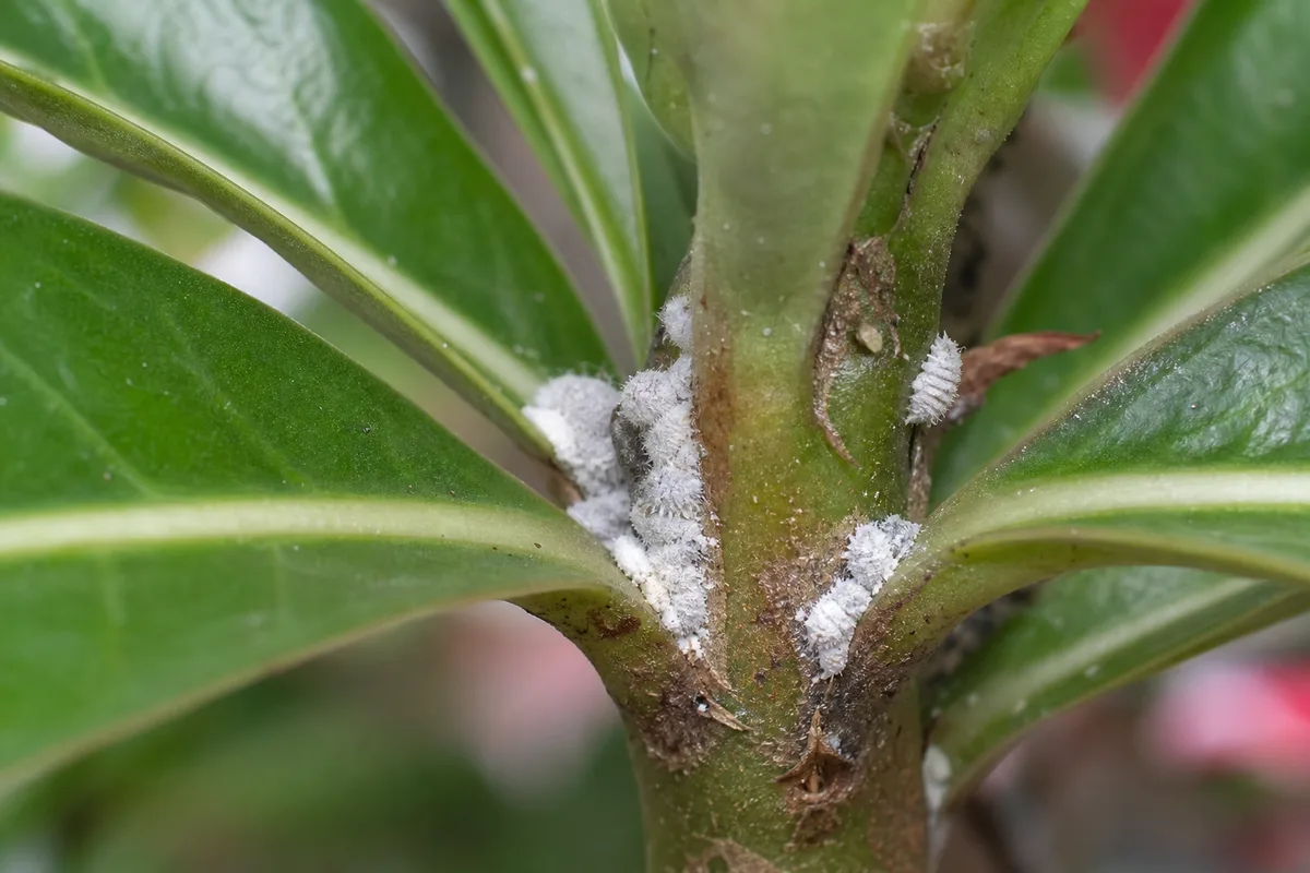 Close-up of Mealybugs on Adenium - diagnostic detail