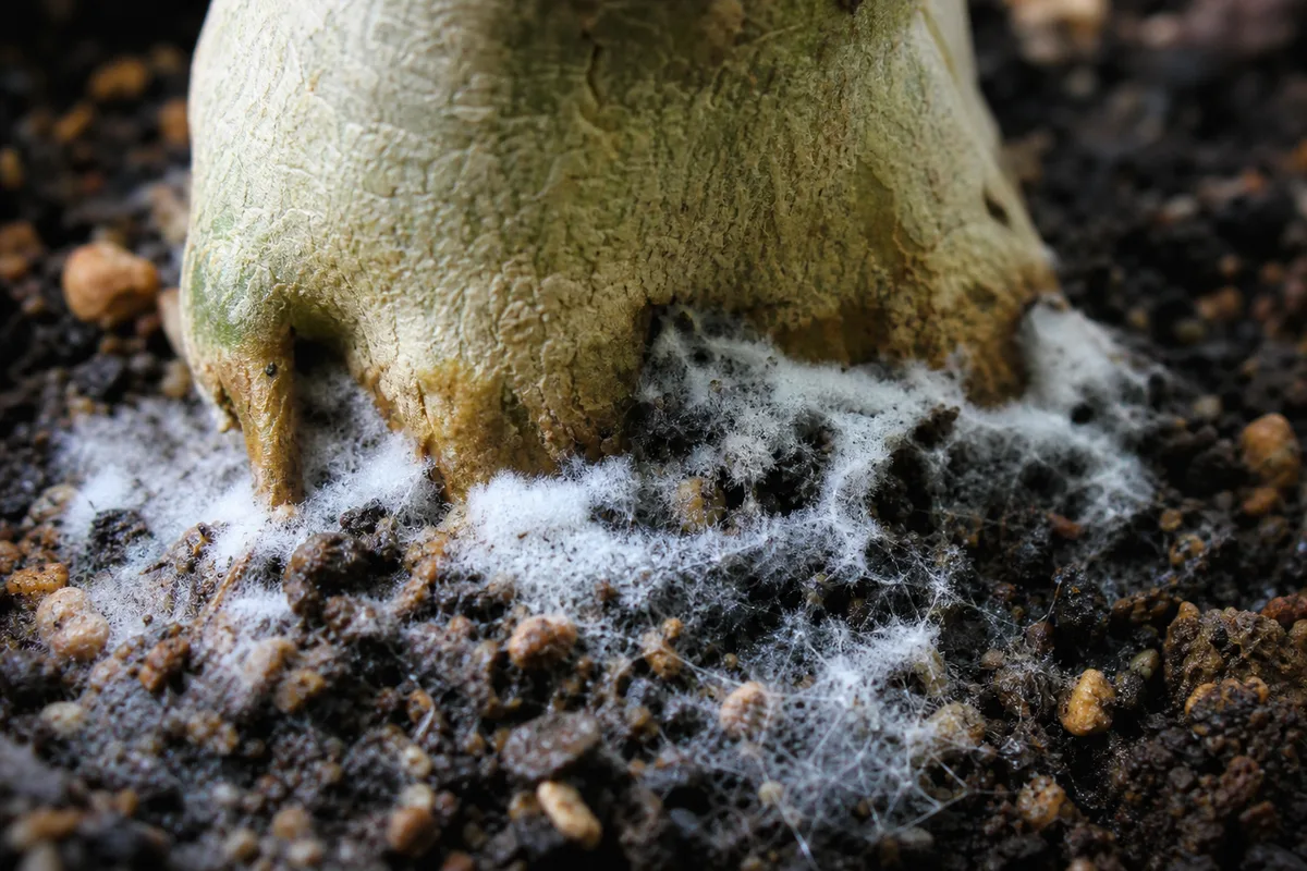 Close-up of Mold on Soil on Adenium - diagnostic detail