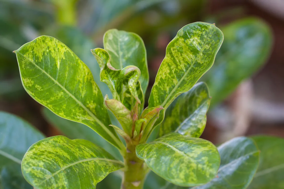 Close-up of mosaic virus on Adenium - irregular yellow-green mottling on younger desert rose leaves