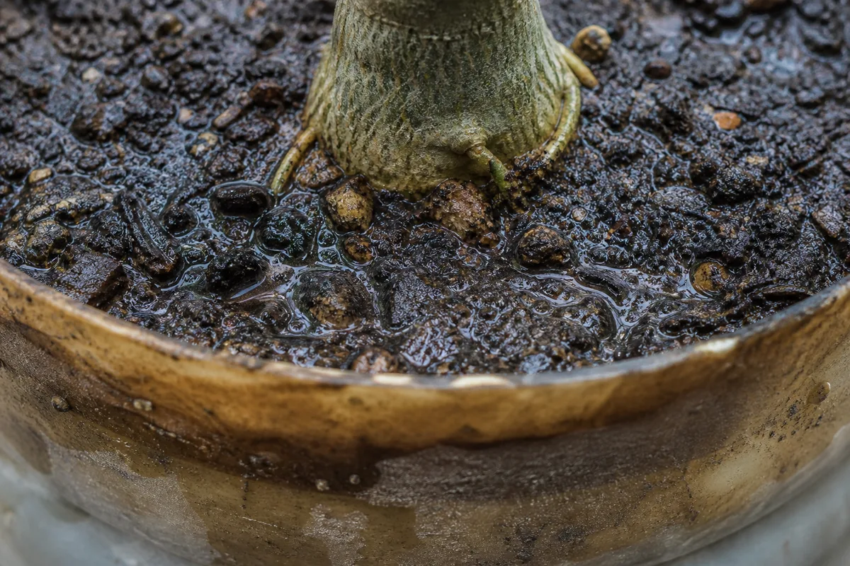 Close-up of No Drainage Hole on Adenium - diagnostic detail