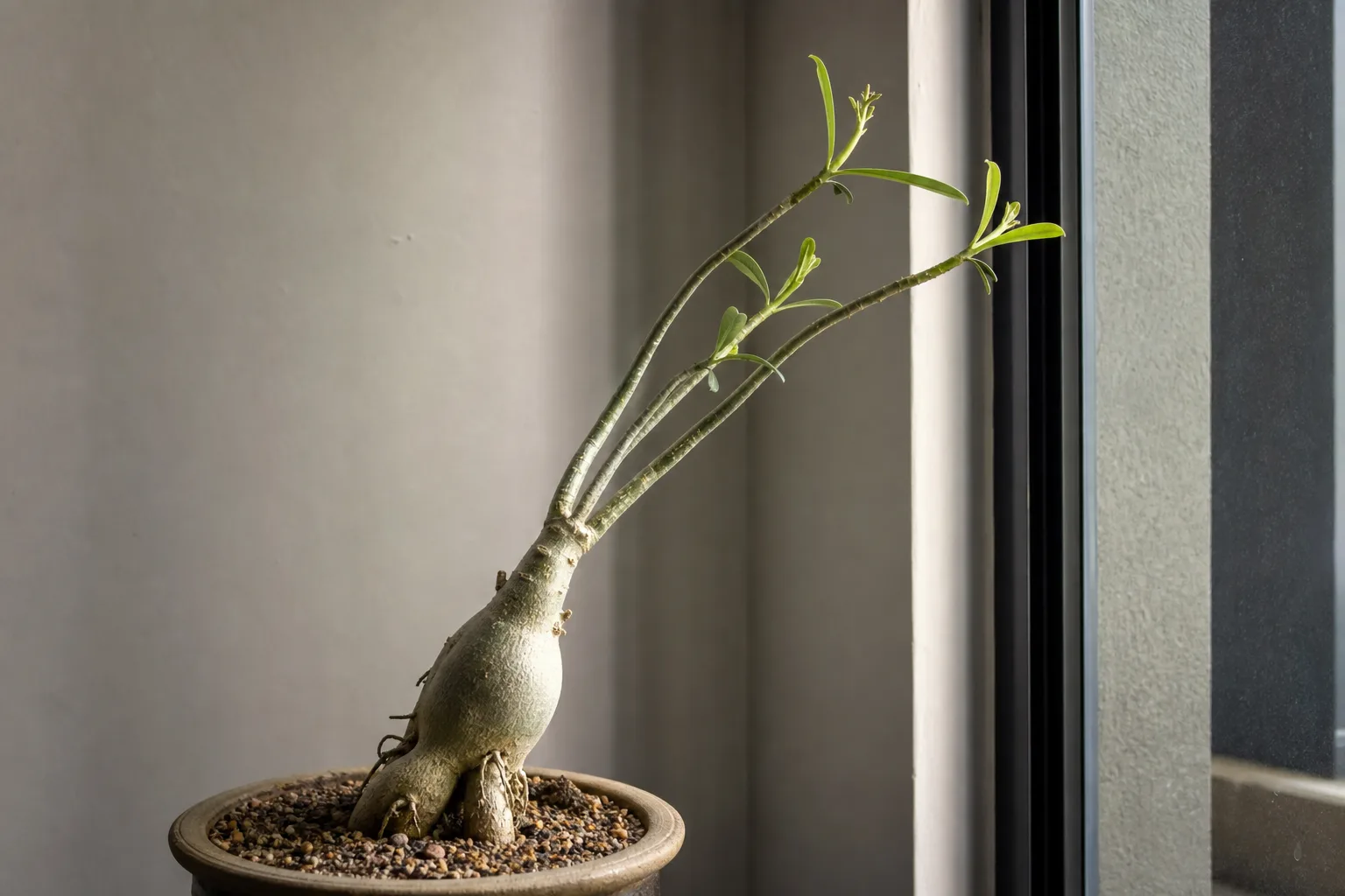 Adenium with stretched pale growth from insufficient direct sun