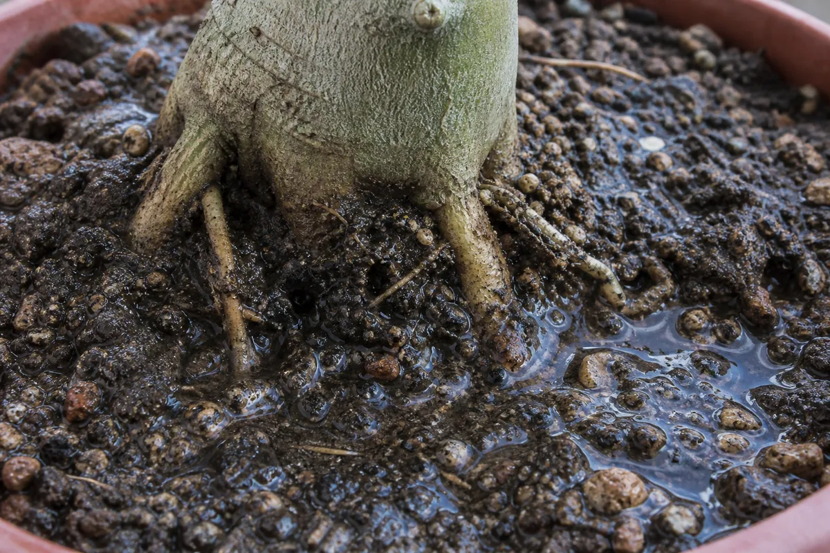 Close-up of Poor Drainage on Adenium - diagnostic detail