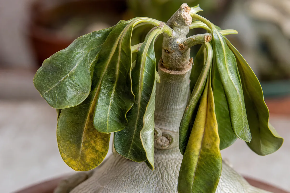Close-up of repotting stress on Adenium - limp drooping leaves hanging from stems with slight lower-leaf yellowing