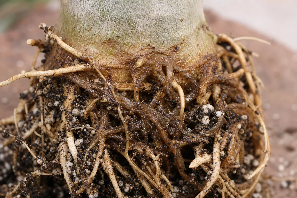 Close-up of root rot on Adenium - brown mushy roots at the caudex base with damp gritty mix