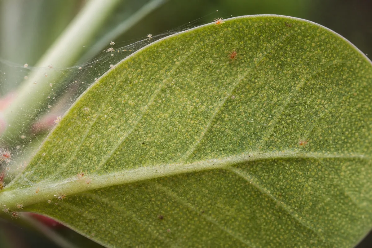 Close-up of Spider Mites on Adenium - diagnostic detail