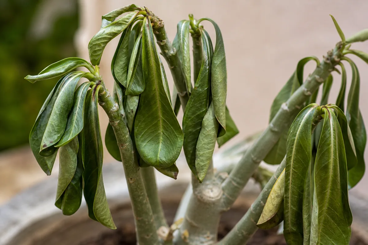 Close-up of wilting on Adenium - limp drooping glossy leaves along thick fleshy stems
